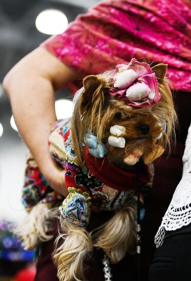 Russian 2017 international dog show