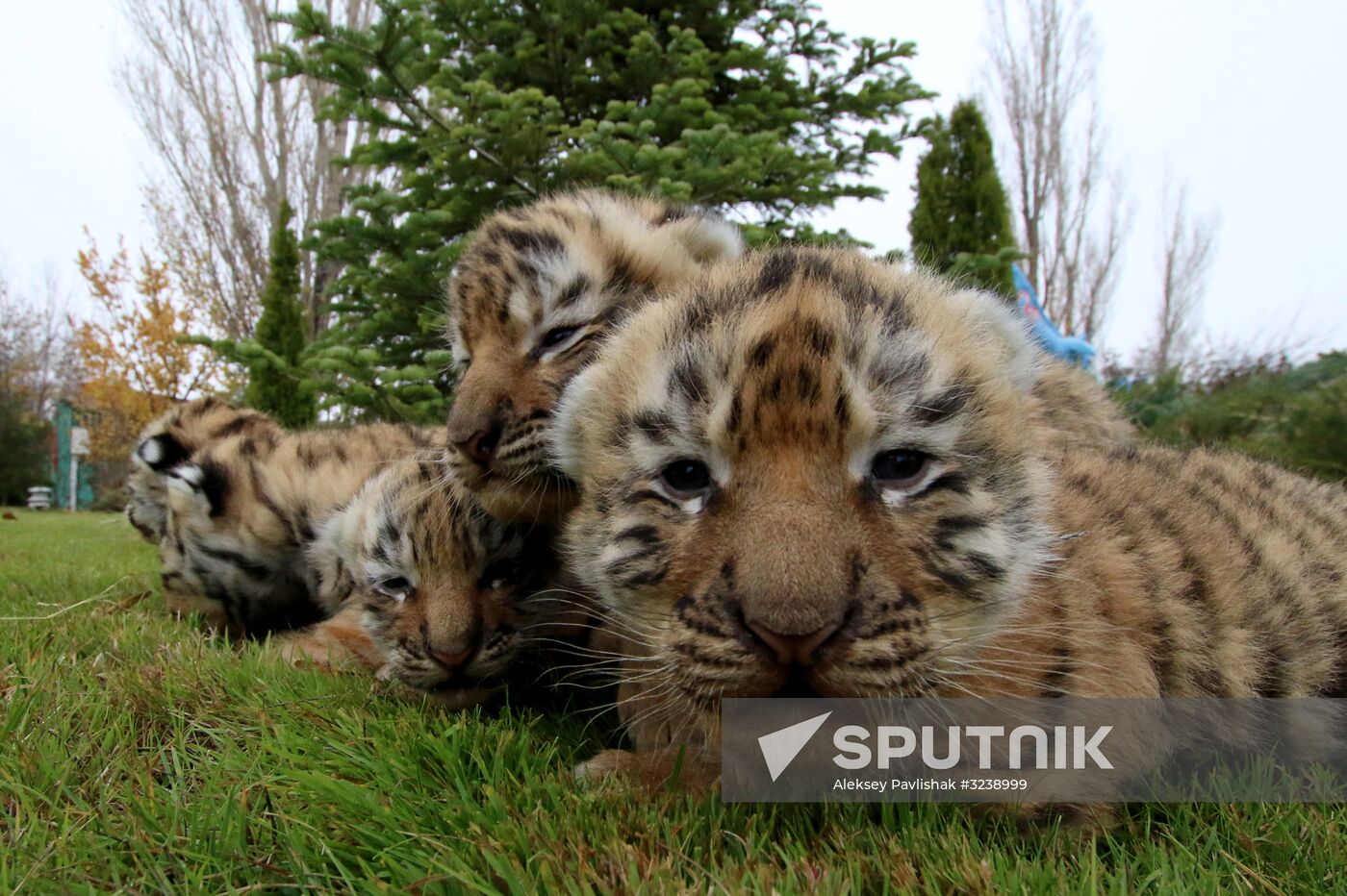 Six Siberian tigers cubs born at Taigan safri park