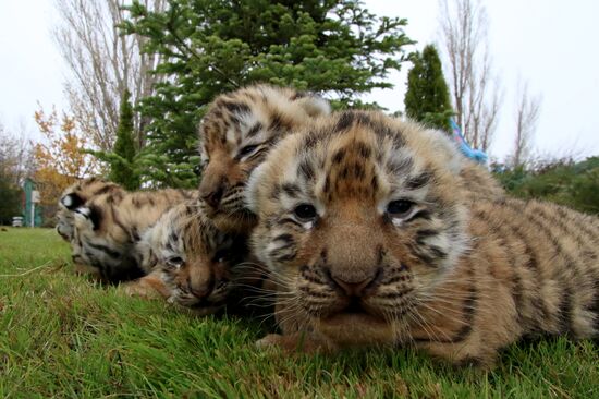 Six Siberian tigers cubs born at Taigan safri park