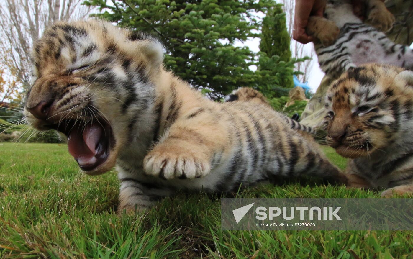 Six Siberian tigers cubs born at Taigan safri park