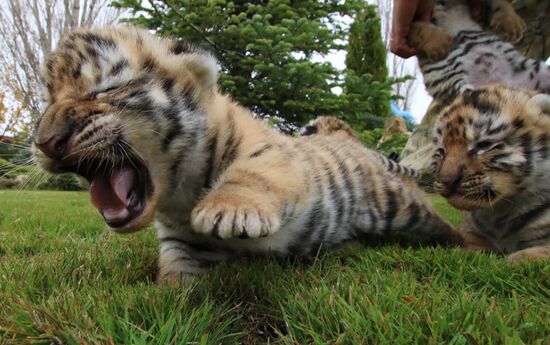 Six Siberian tigers cubs born at Taigan safri park