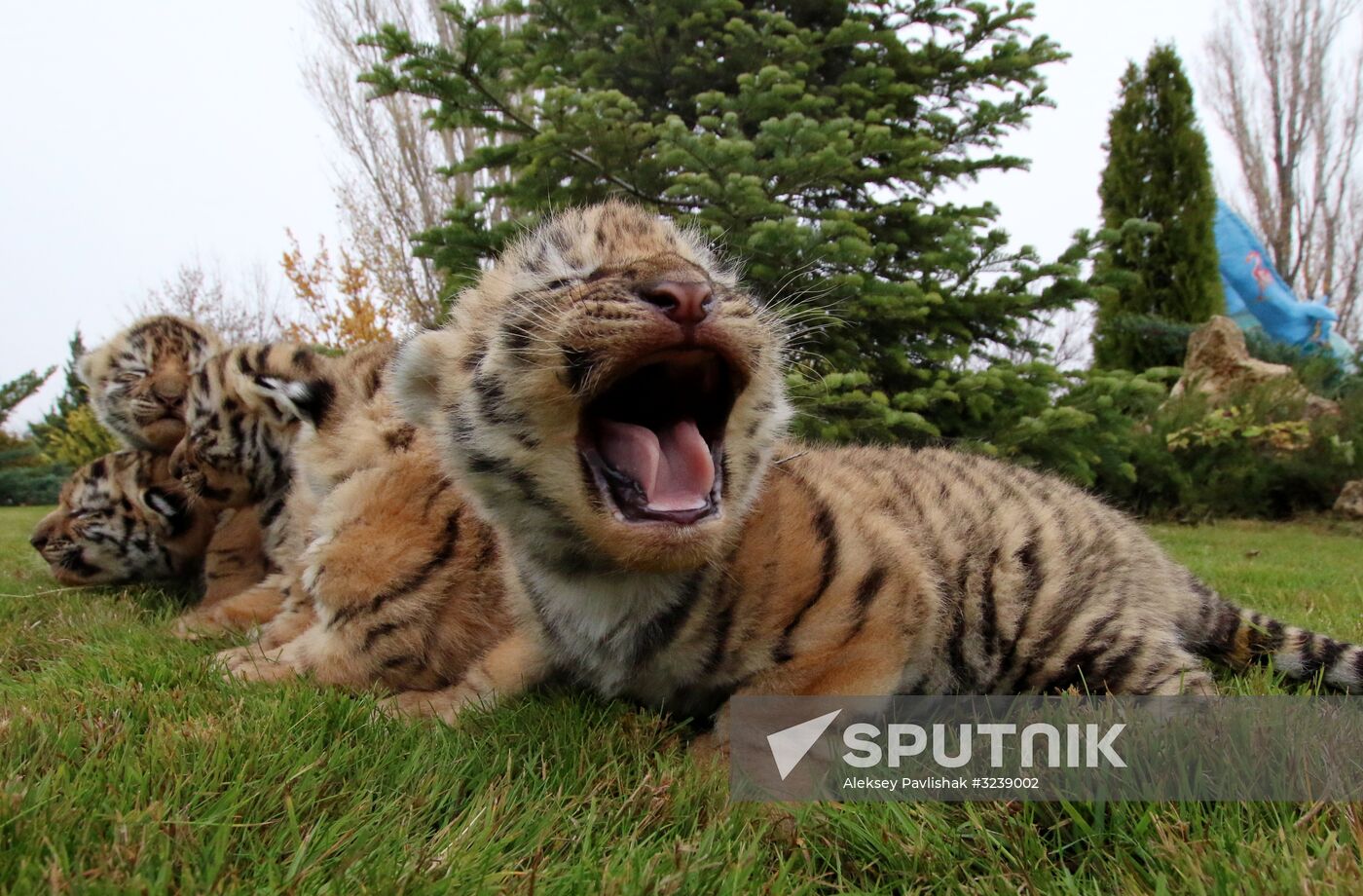 Six Siberian tigers cubs born at Taigan safri park