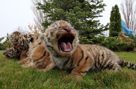 Six Siberian tigers cubs born at Taigan safri park