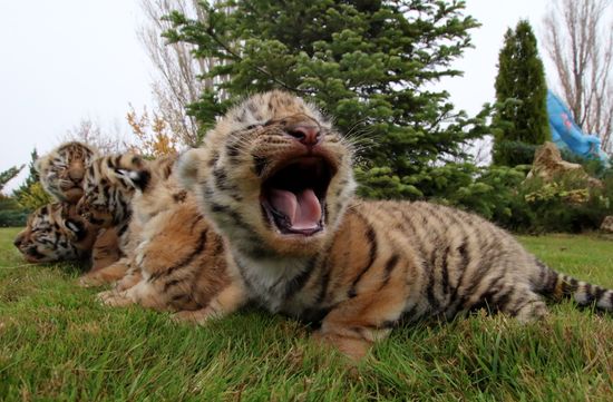 Six Siberian tigers cubs born at Taigan safri park