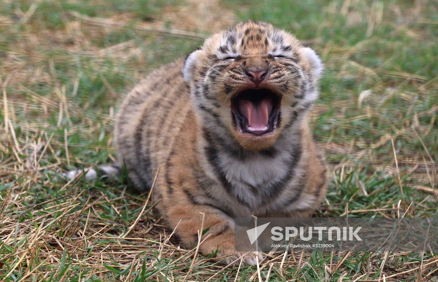 Six Siberian tigers cubs born at Taigan safri park