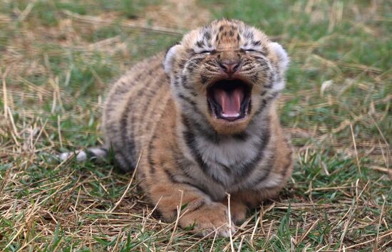 Six Siberian tigers cubs born at Taigan safri park