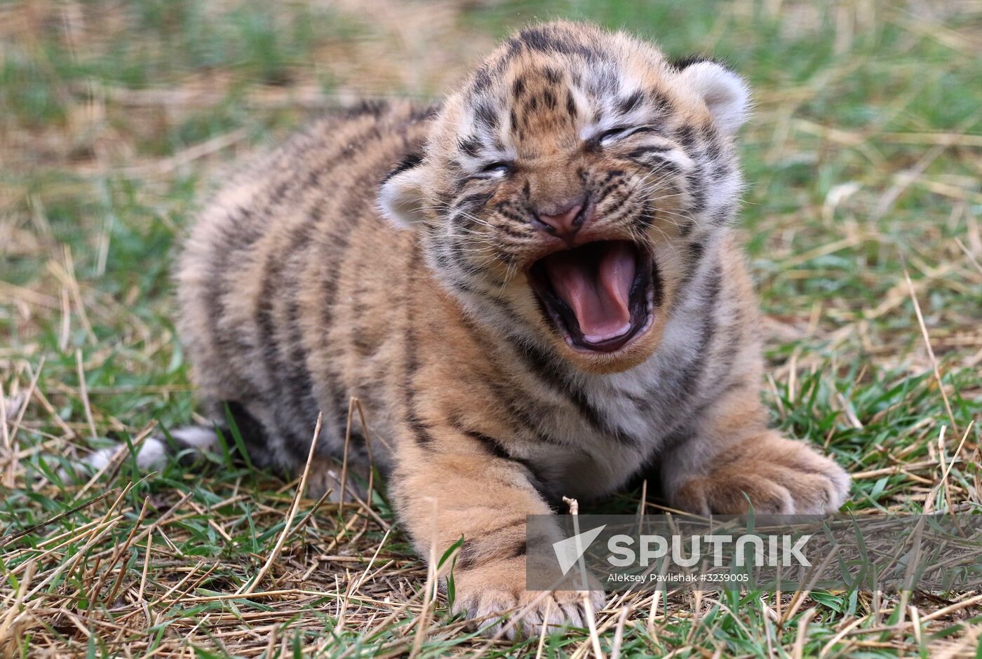 Six Siberian tigers cubs born at Taigan safri park