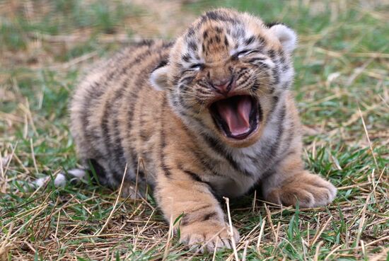 Six Siberian tigers cubs born at Taigan safri park