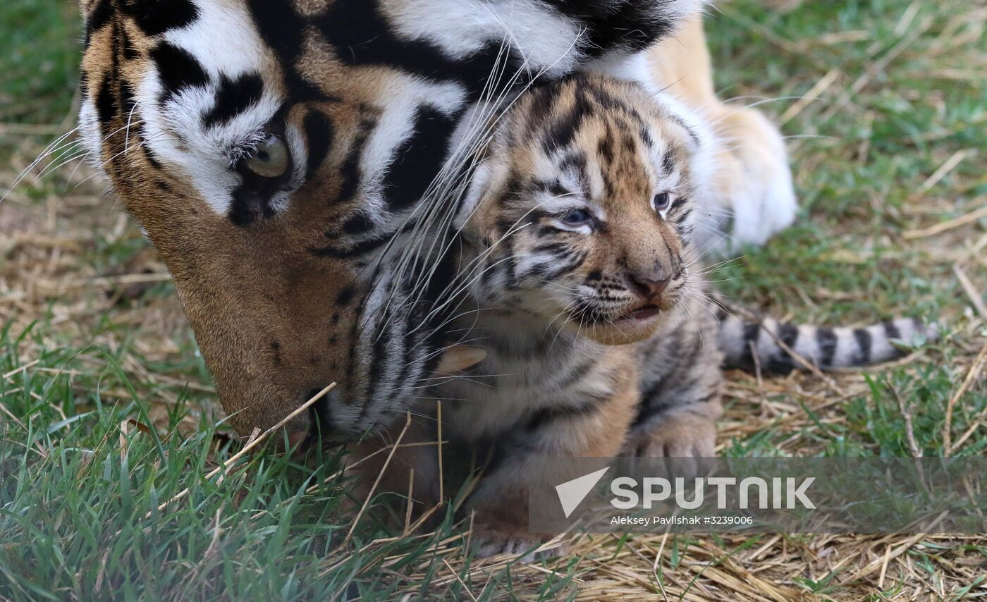 Six Siberian tigers cubs born at Taigan safri park