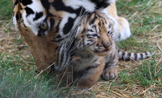 Six Siberian tigers cubs born at Taigan safri park
