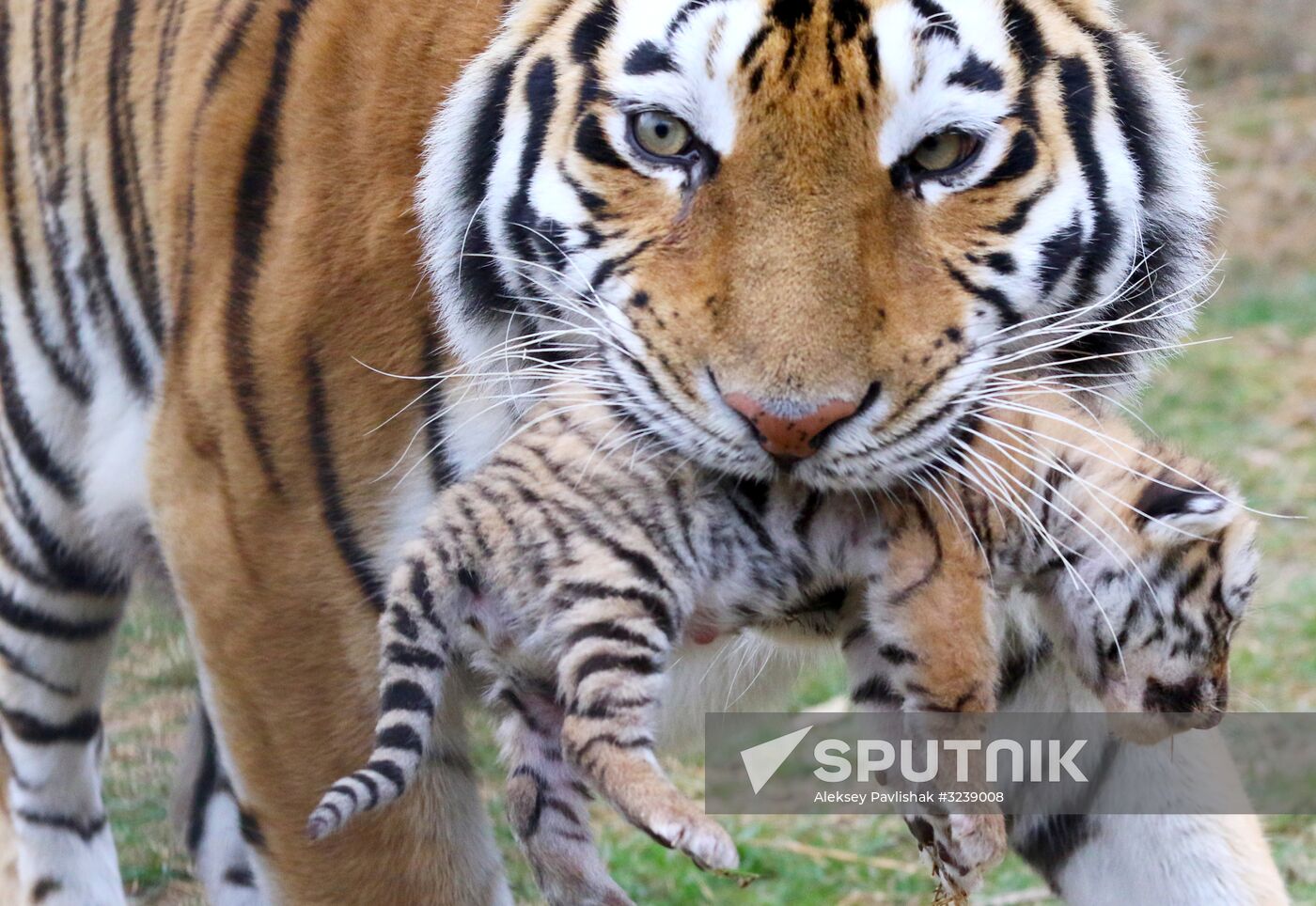 Six Siberian tigers cubs born at Taigan safri park