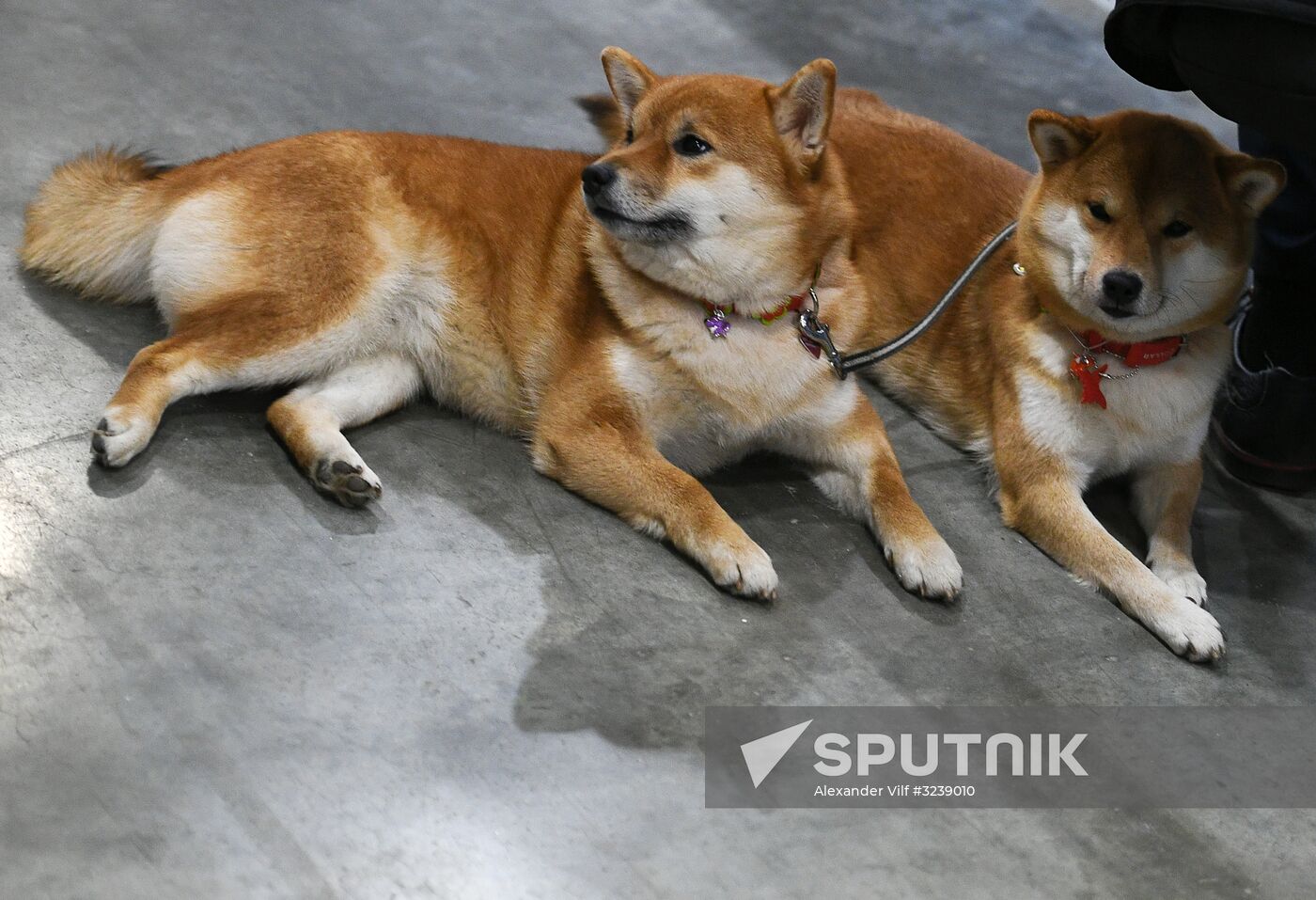 Russian 2017 international dog show