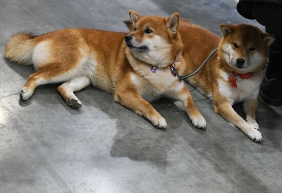 Russian 2017 international dog show