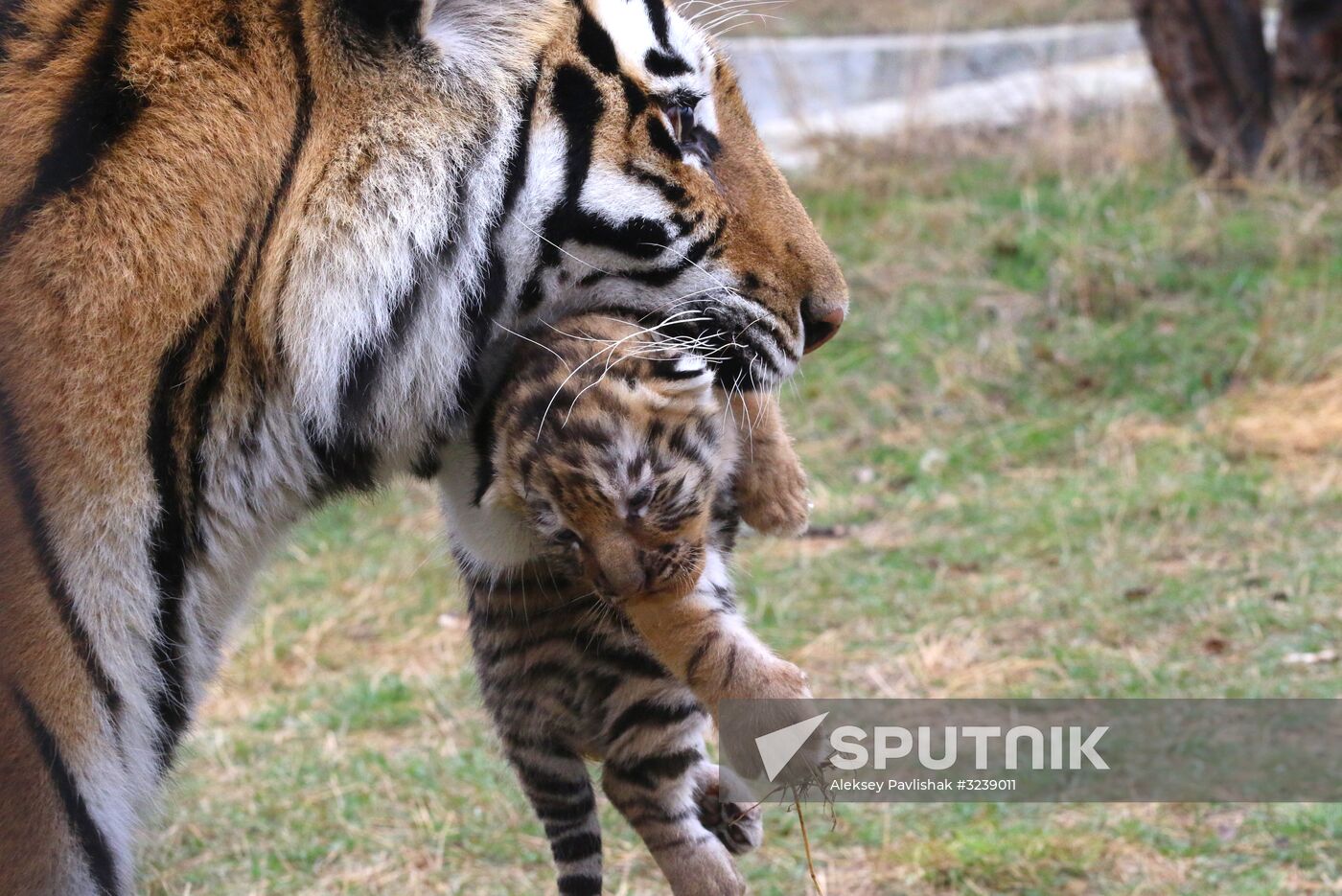 Six Siberian tigers cubs born at Taigan safri park