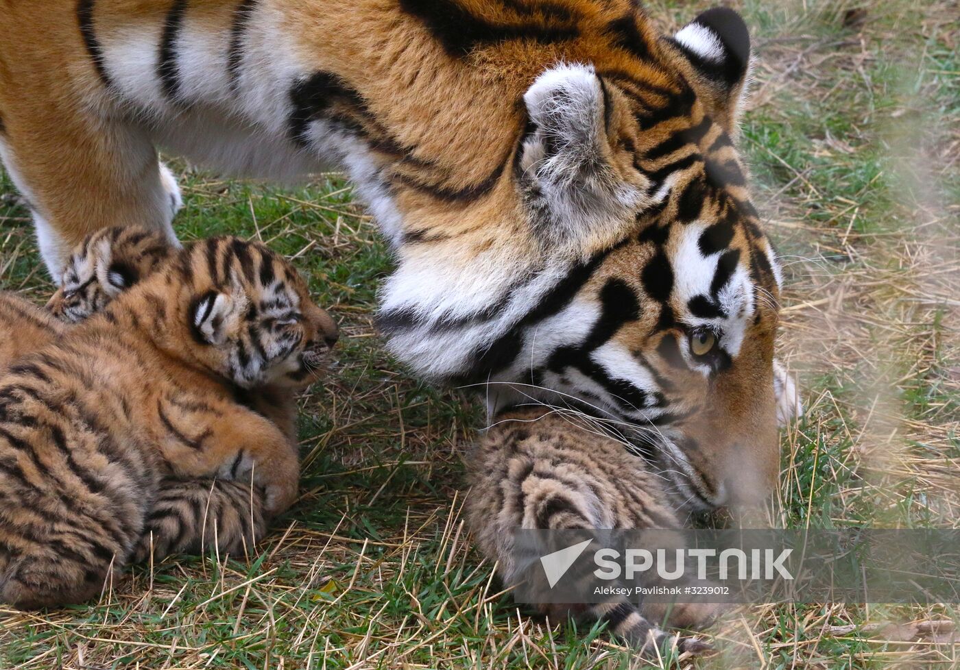 Six Siberian tigers cubs born at Taigan safri park