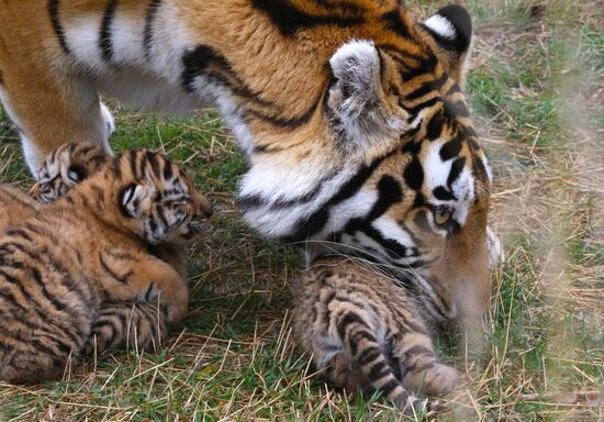 Six Siberian tigers cubs born at Taigan safri park