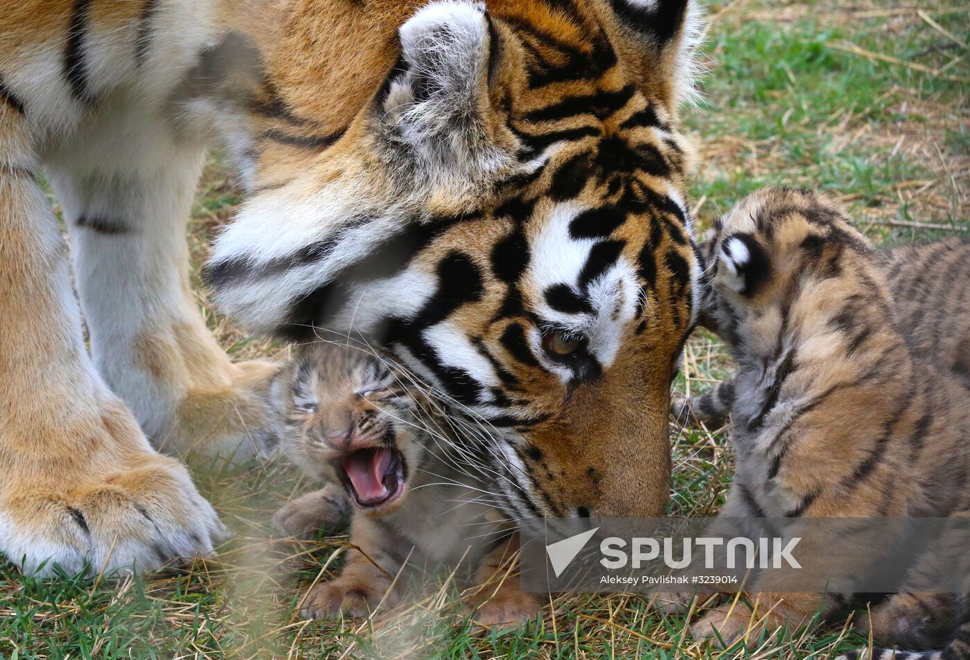 Six Siberian tigers cubs born at Taigan safri park