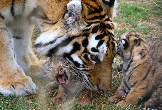 Six Siberian tigers cubs born at Taigan safri park
