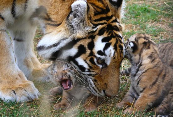 Six Siberian tigers cubs born at Taigan safri park