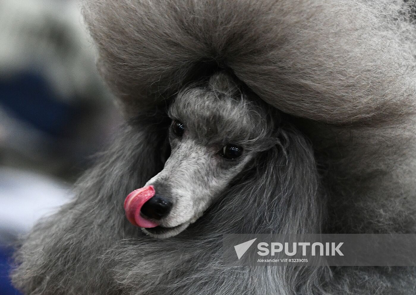 Russian 2017 international dog show