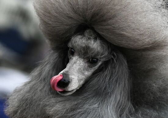 Russian 2017 international dog show