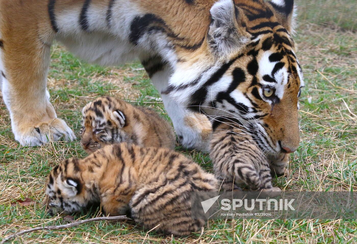 Six Siberian tigers cubs born at Taigan safri park
