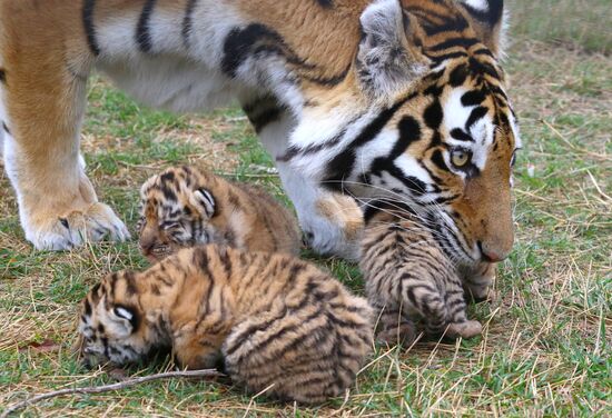 Six Siberian tigers cubs born at Taigan safri park
