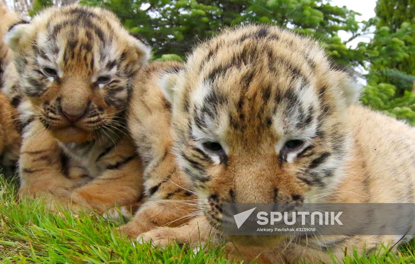 Six Siberian tigers cubs born at Taigan safri park