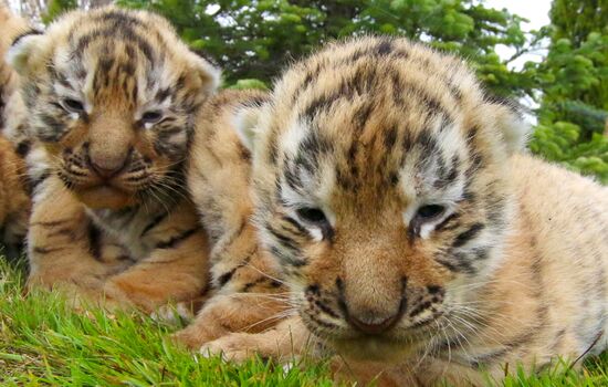 Six Siberian tigers cubs born at Taigan safri park