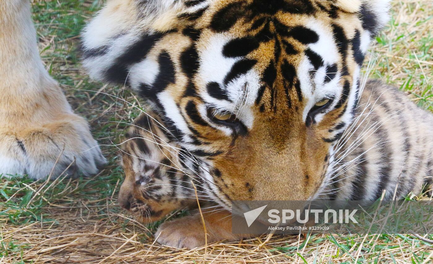 Six Siberian tigers cubs born at Taigan safri park