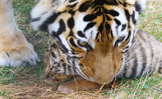 Six Siberian tigers cubs born at Taigan safri park