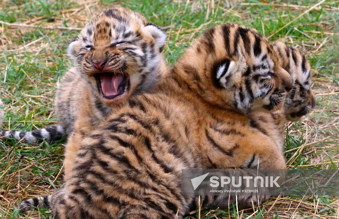 Six Siberian tigers cubs born at Taigan safri park