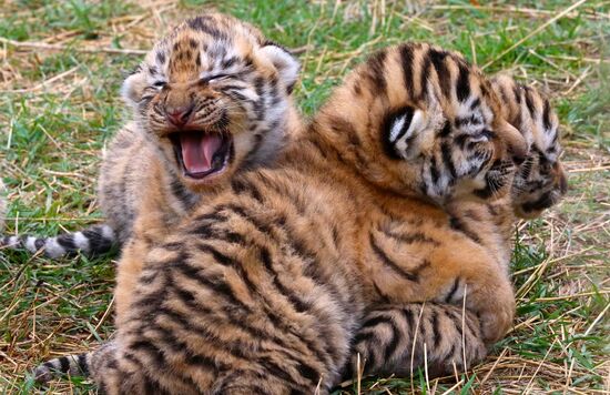 Six Siberian tigers cubs born at Taigan safri park