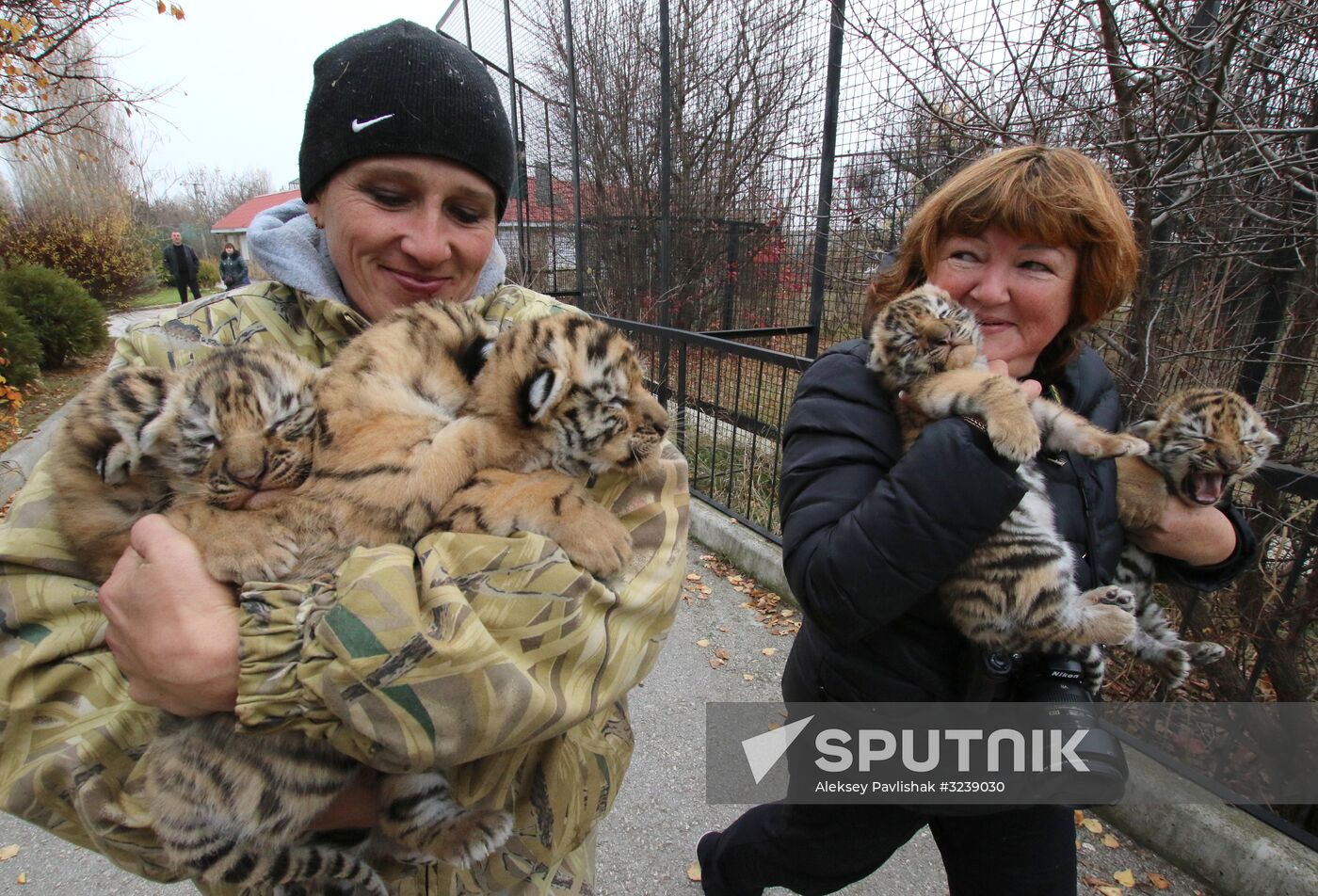Six Siberian tigers cubs born at Taigan safri park