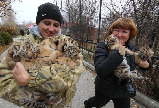 Six Siberian tigers cubs born at Taigan safri park