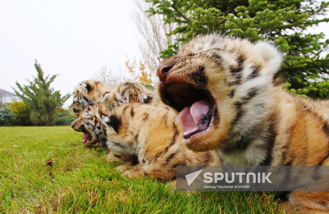 Six Siberian tigers cubs born at Taigan safri park