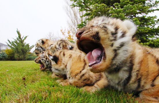 Six Siberian tigers cubs born at Taigan safri park