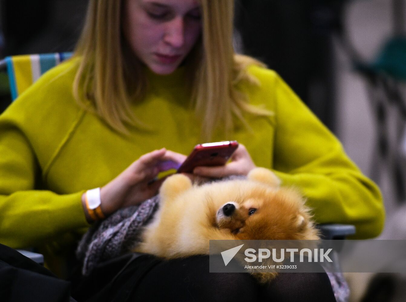 Russian 2017 international dog show