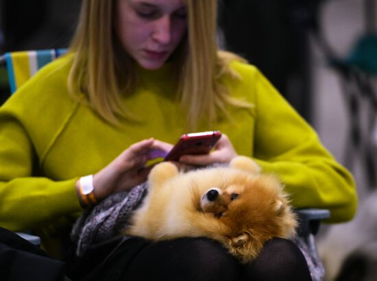 Russian 2017 international dog show