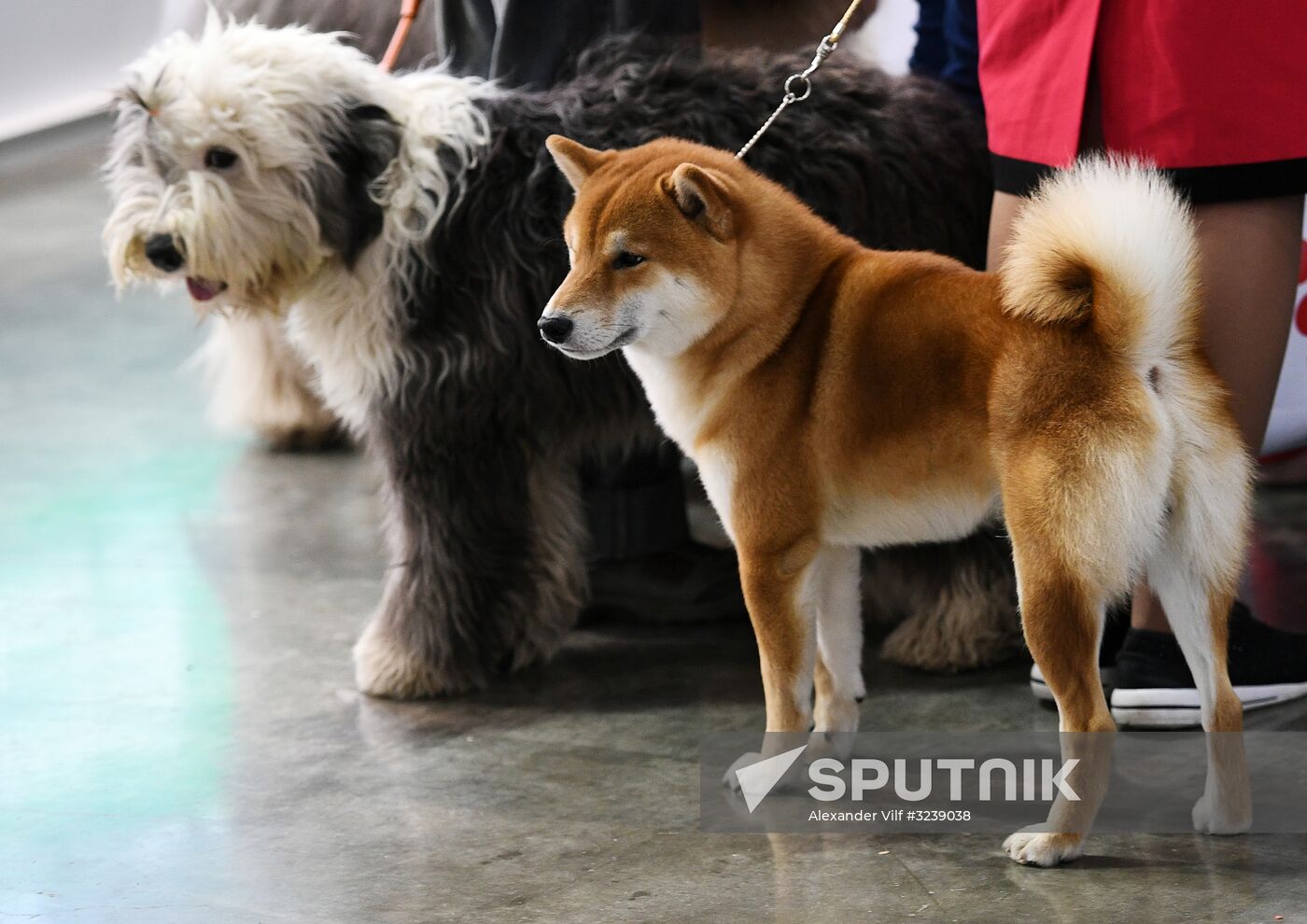 Russian 2017 international dog show