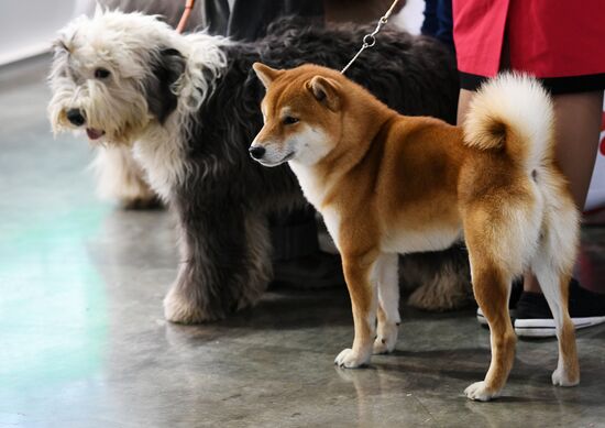 Russian 2017 international dog show