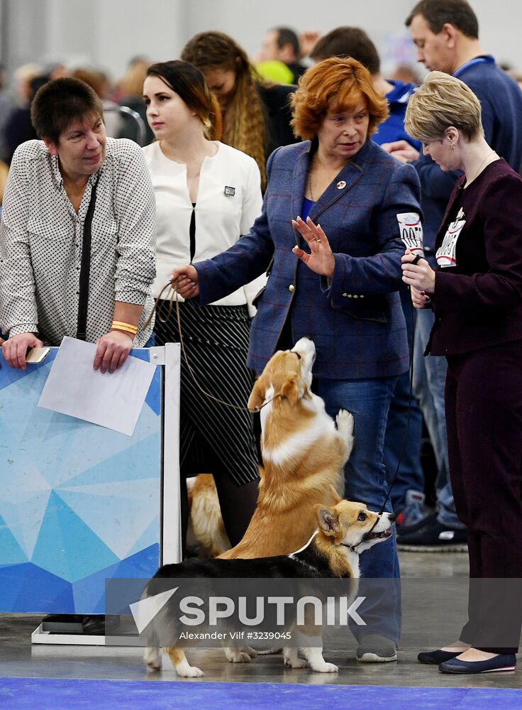Russian 2017 international dog show