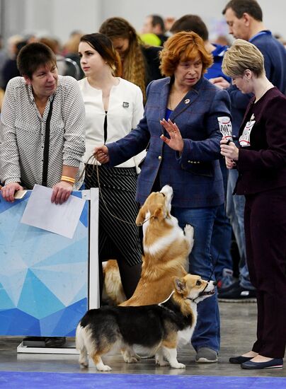 Russian 2017 international dog show