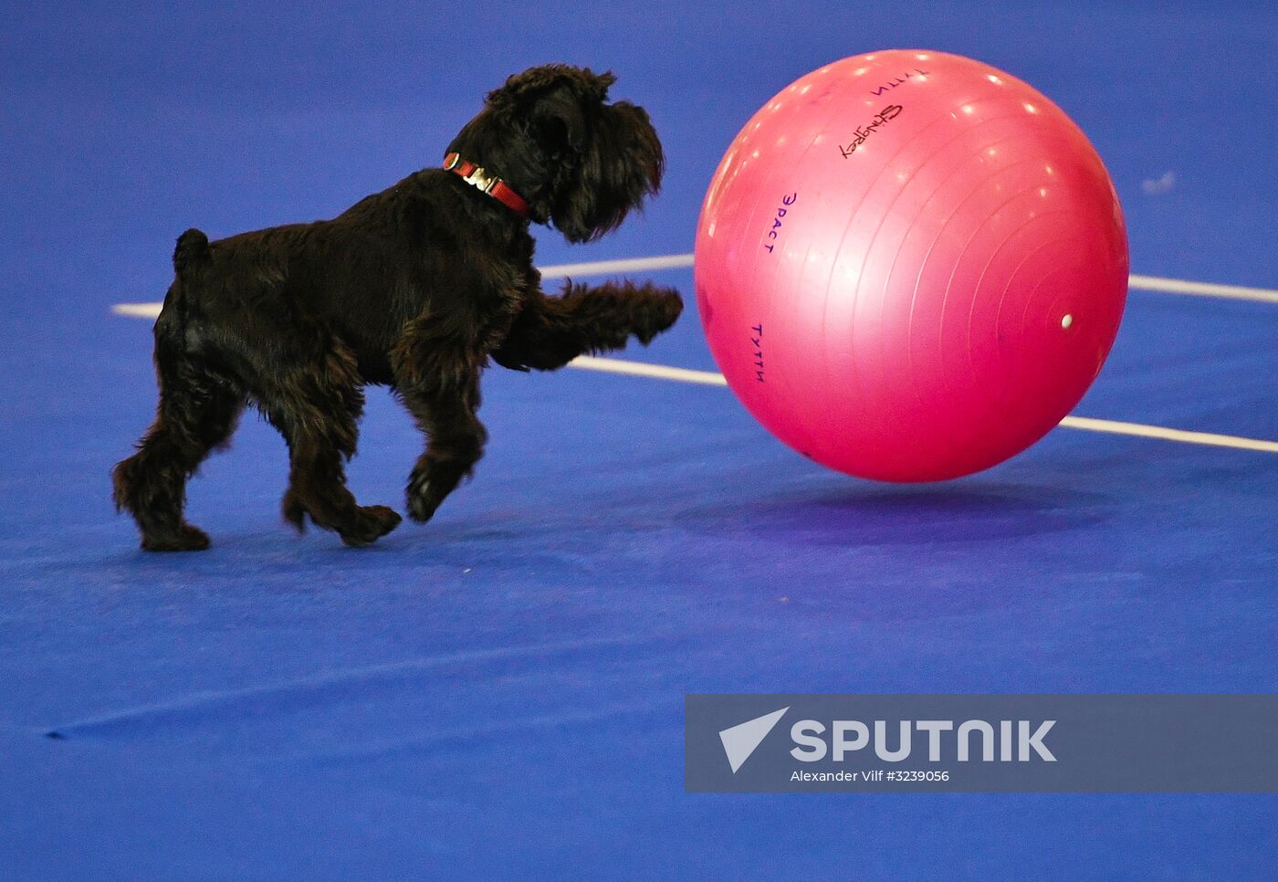 Russian 2017 international dog show