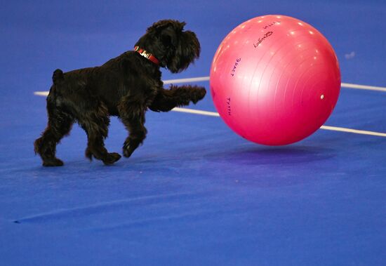 Russian 2017 international dog show