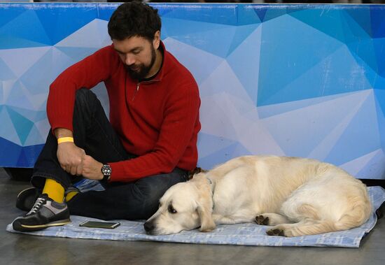 Russia 2017 International Dog Show