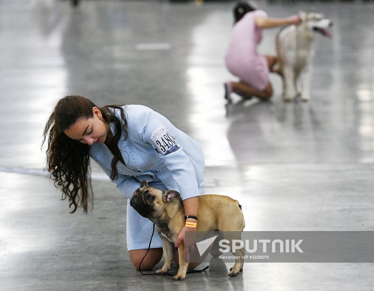 Russia 2017 International Dog Show