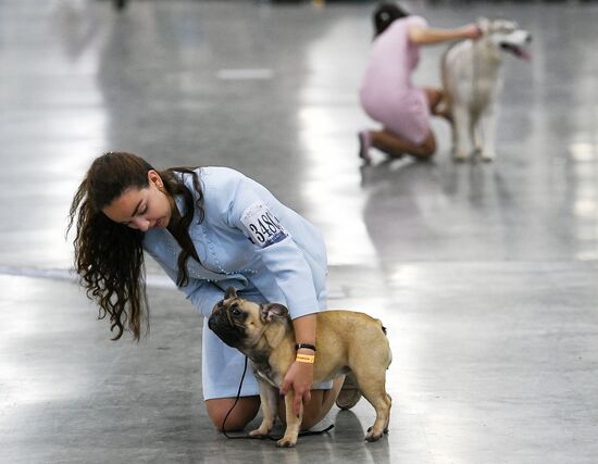 Russia 2017 International Dog Show