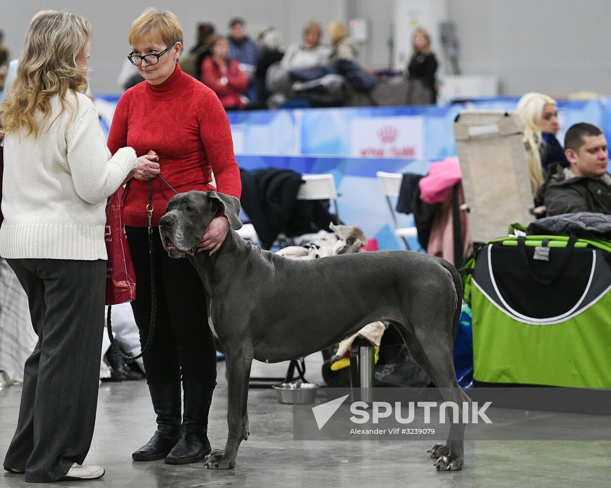 Russia 2017 International Dog Show