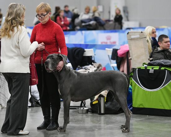 Russia 2017 International Dog Show
